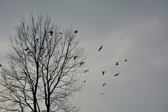 冬天树上的鸟群