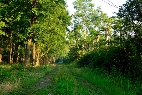 树林的路