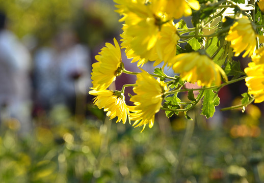 菊花