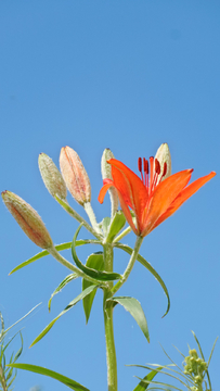 野百合花