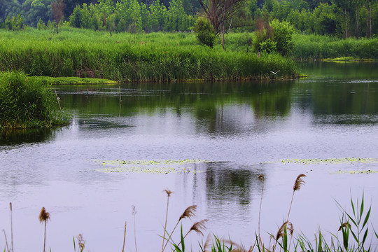 微山湖湿地