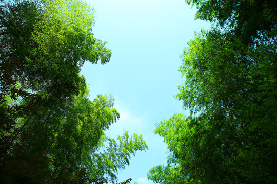 天空竹林背景