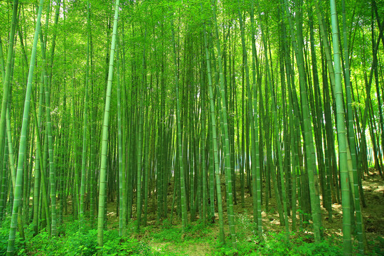 竹林