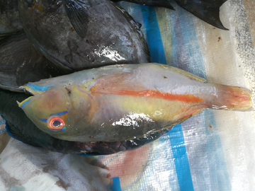 海鲜海鱼水产市场