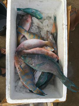 海鲜海鱼水产市场