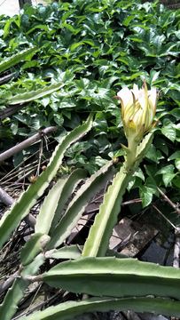 红龙果花朵花蕊花苞