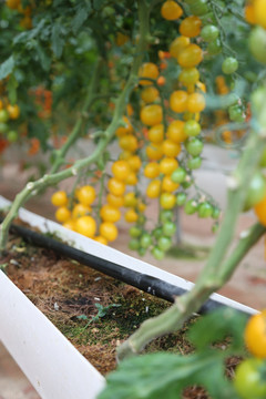 小番茄农家乐种植采摘