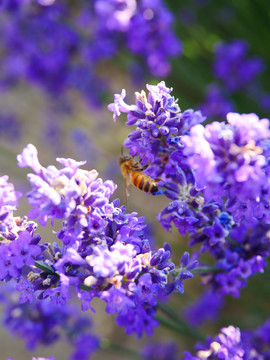 蜜蜂采薰衣草花蜜