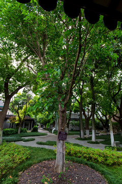 江苏苏州丝绸博物馆太湖古桑树