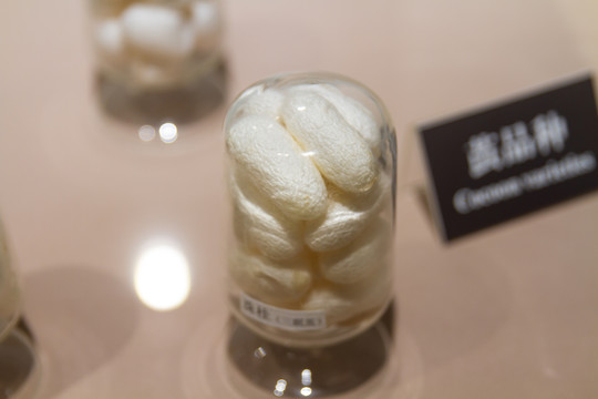 江苏苏州丝绸博物馆珠桂蚕茧标本