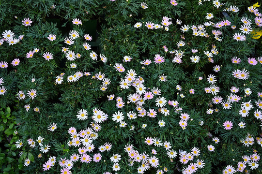 花朵绿植墙