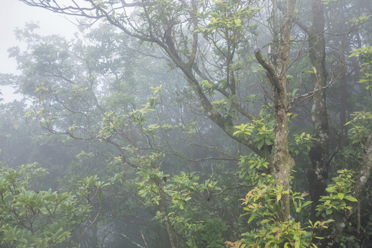 森林云雾