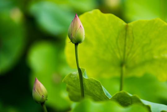 荷花