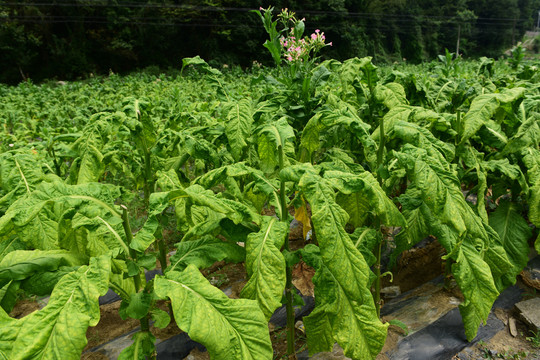 烟草种植农作物