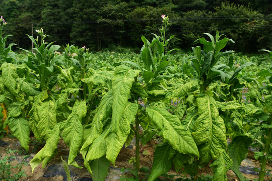 烟草种植农作物