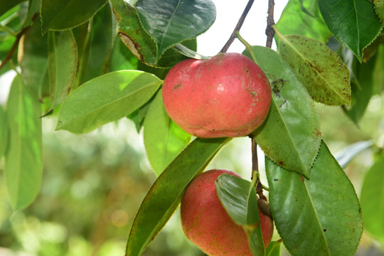 油茶果山茶果