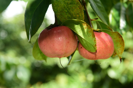 油茶果山茶果