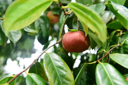 茶树茶果