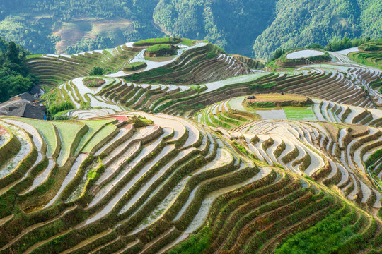 龙脊梯田