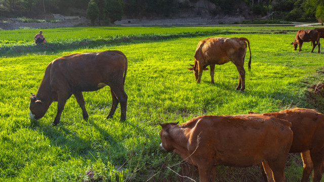 云南天然牧场里的黄牛
