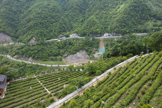 湖北神农架风光