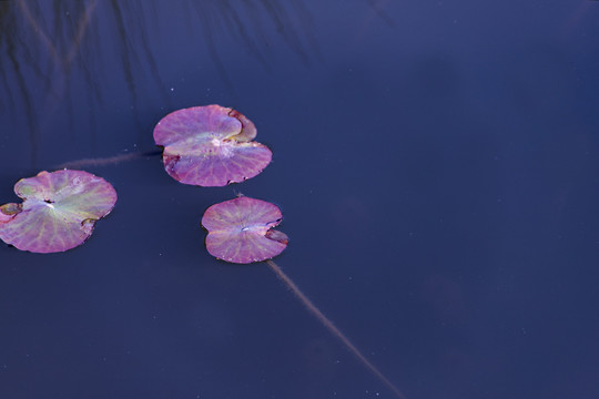 浮萍