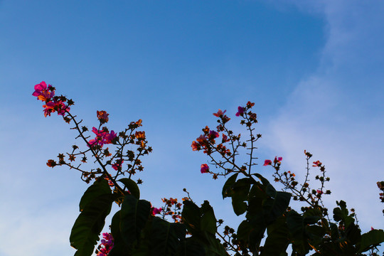 花