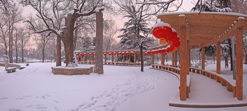 达活泉古槐树下雪景