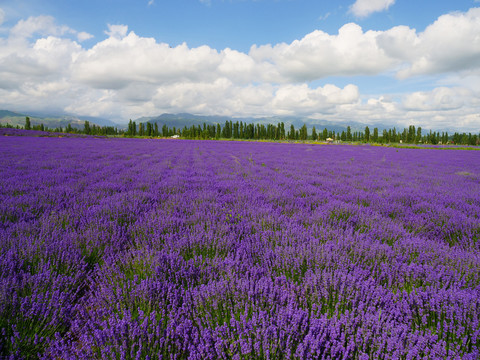 薰衣草花田