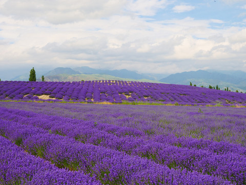 高地田园薰衣草