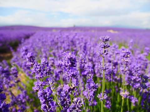 薰衣草花海