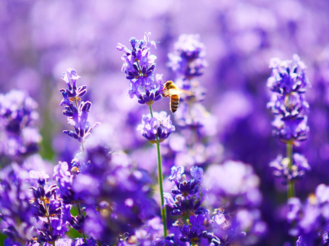 蜜蜂采薰衣草花蜜