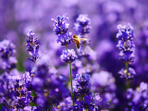 蜜蜂采薰衣草花蜜