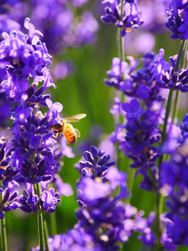 蜜蜂采薰衣草花蜜