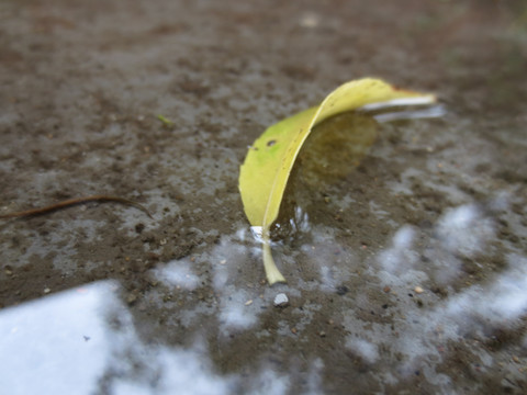 雨后的落叶