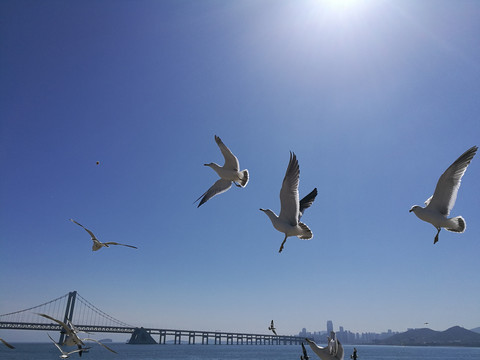 海鸥