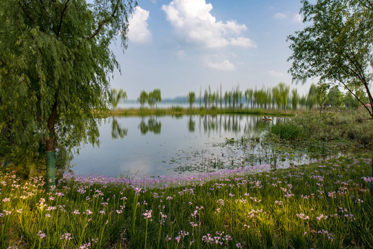 湿地风光