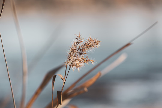 芦苇