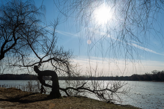 湖边树根