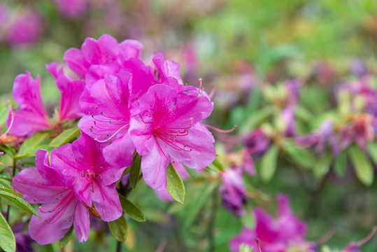 杜鹃花
