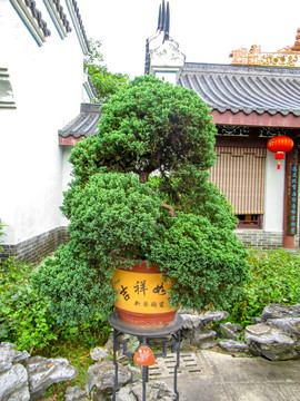 刺柏
