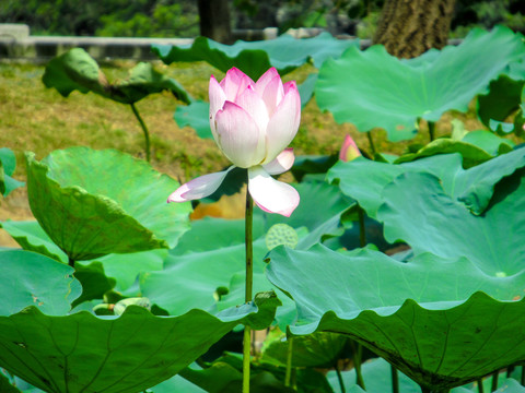 荷花