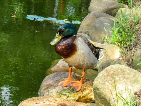 惠州西湖野鸭