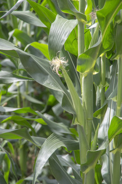 田地里生长的玉米