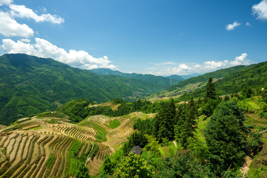 龙脊梯田