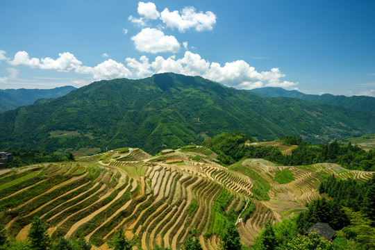 龙脊梯田