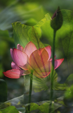 荷花