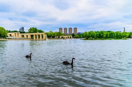 长春雕塑公园湖面的黑天鹅