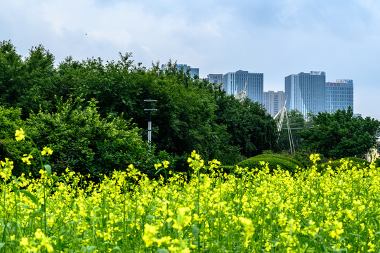 长春公园盛开的油菜花