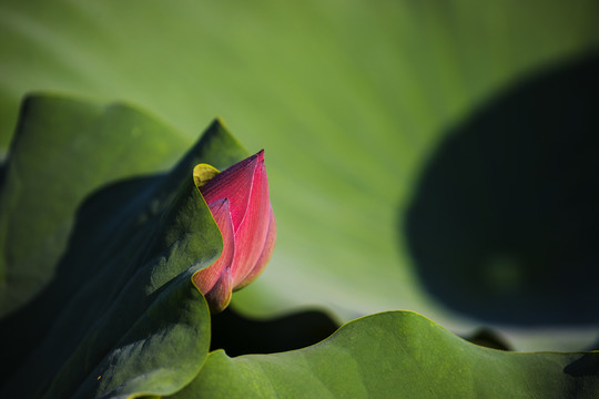 荷花